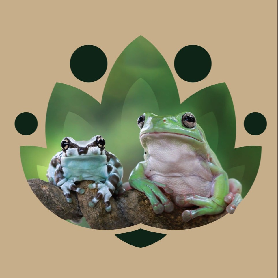 islandtwig design agency - branding - image of tree frogs